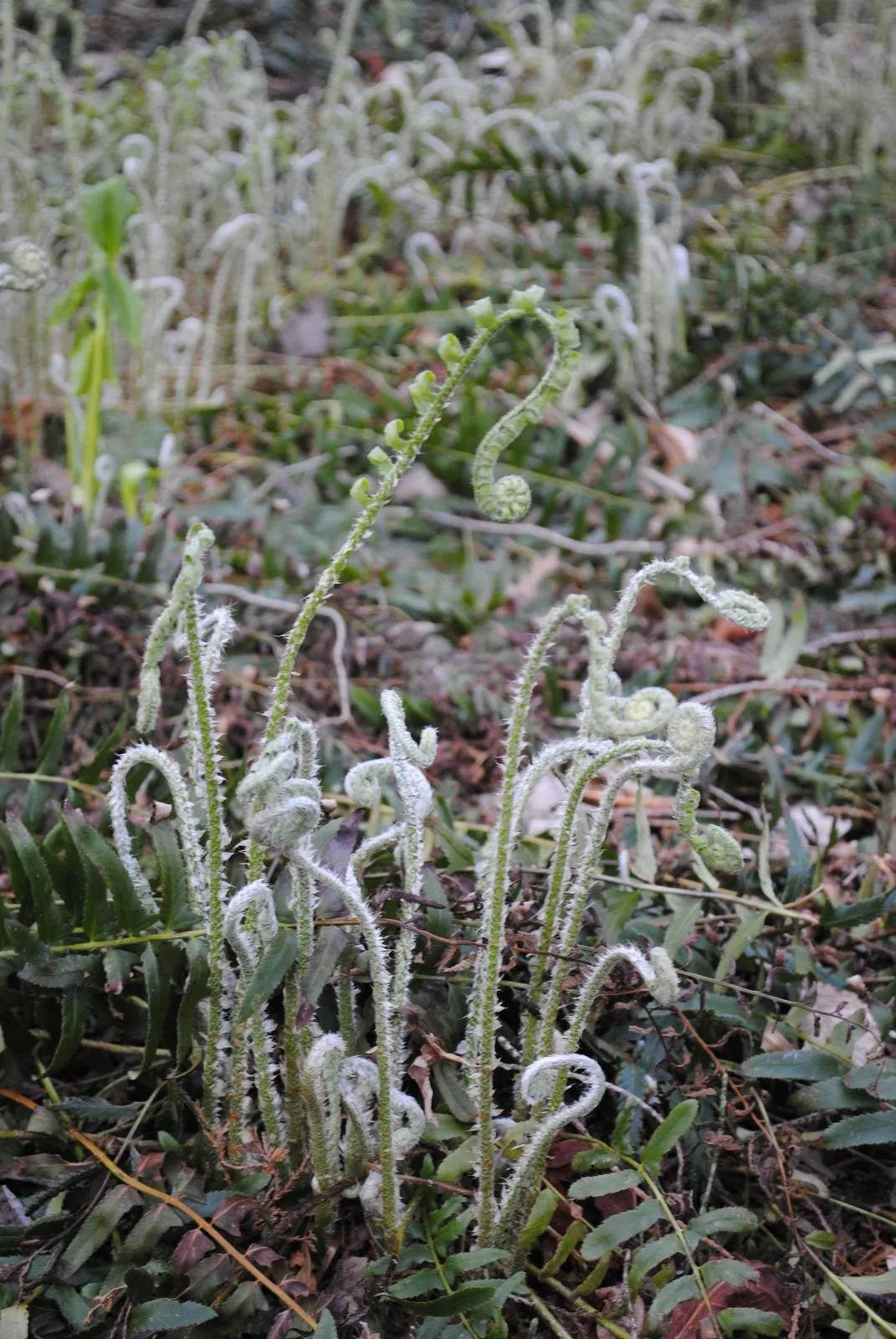 Christmas Fern - Polystichum acrostichoides