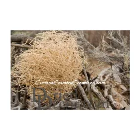 Giant Western Tumbleweed Single Plant