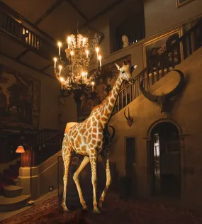 Giraffe And Chandelier by Miss Aniela