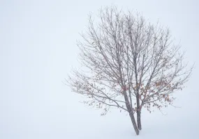 Winter Leaves and Snow